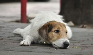 В Николаеве на улице Адмирала Макарова отравили собак