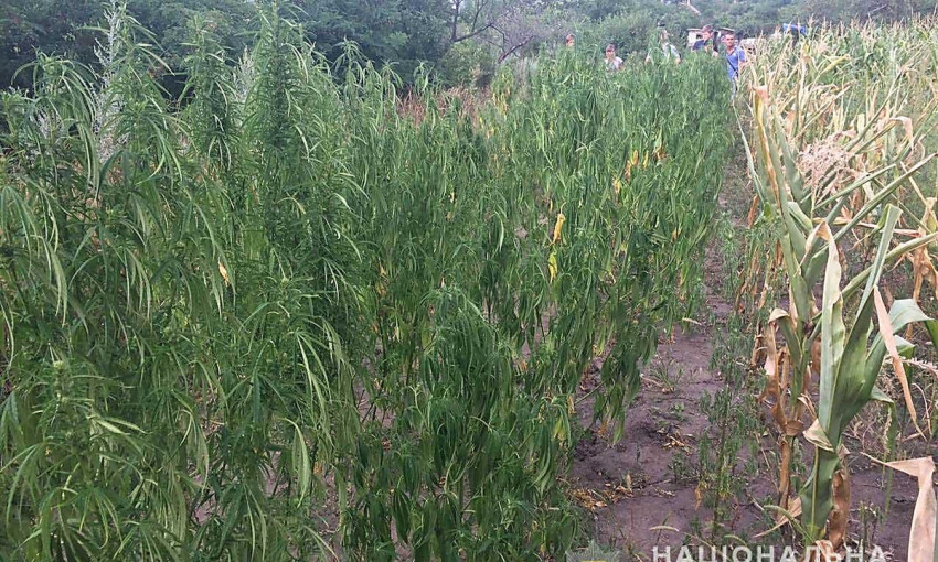 В Доманевском районе у местного жителя  нашли 70 кустов конопли