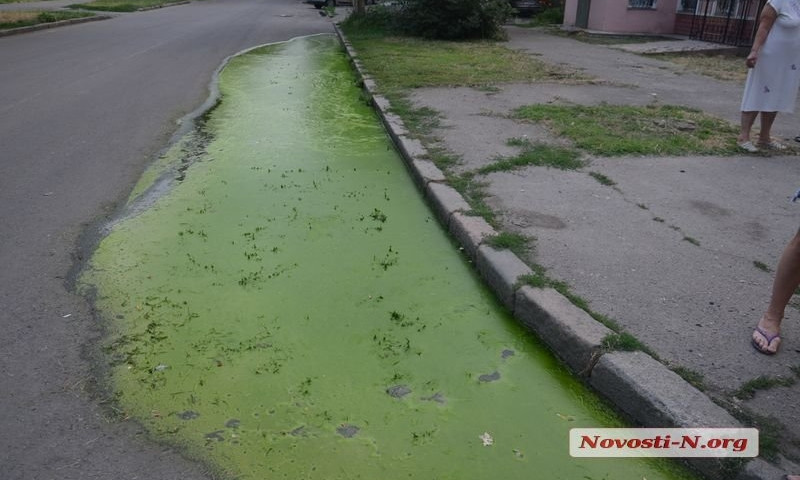 В самом центре Николаева большая лужа зацвела ярко-зеленым цветом