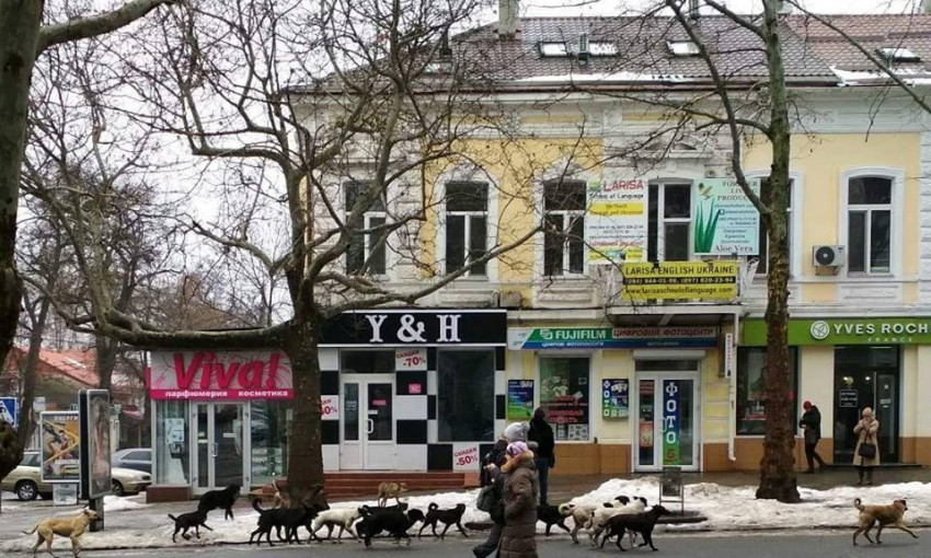В центре Николаева свора бездомных собак нападает на жителей города