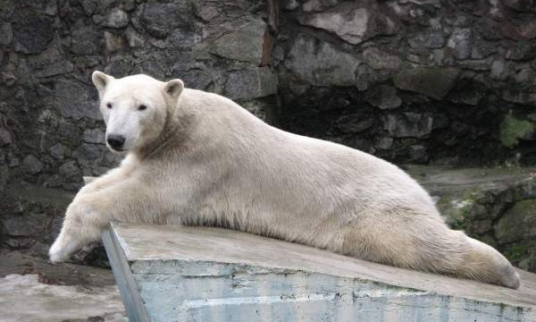 Медведя в николаевском зоопарке посетитель накормил пластиком – охрана не отреагировала