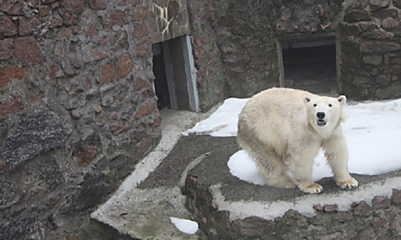 В Николаевском зоопарке у Земфирки на свет появился белый медвежонок 
