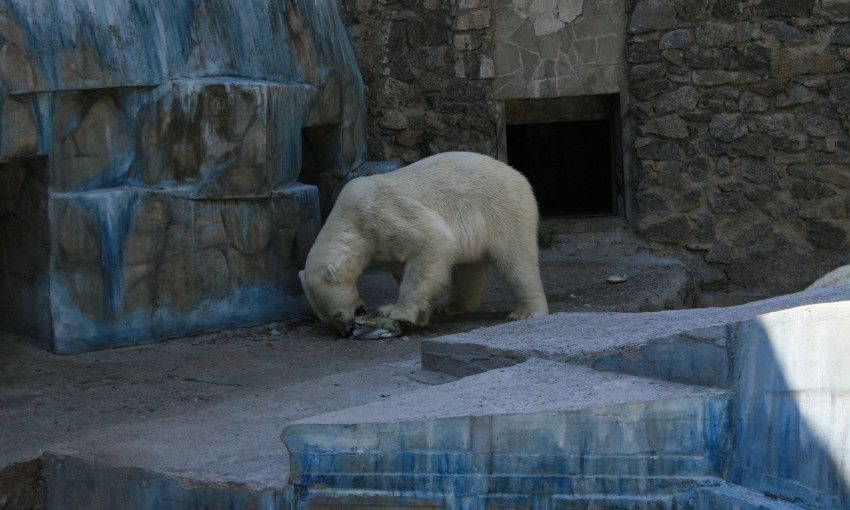 Приходите в зоопарке поздравить белого медвежонка Нануку с Международным днем полярного медведя