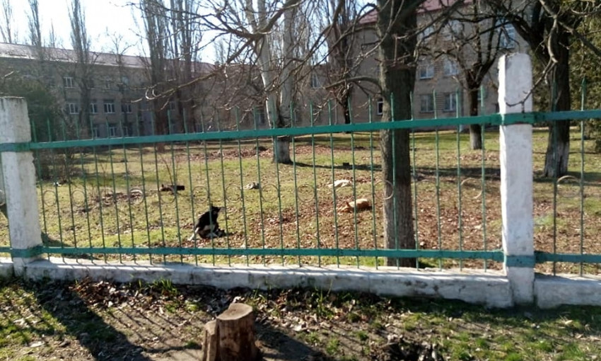Стаи собак ходят по территории школы-интерната в Николаеве 