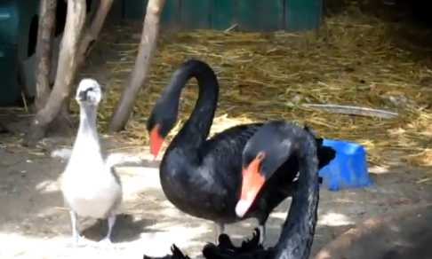 В зоопарке можно  наблюдать за парой черных лебедей (видео)