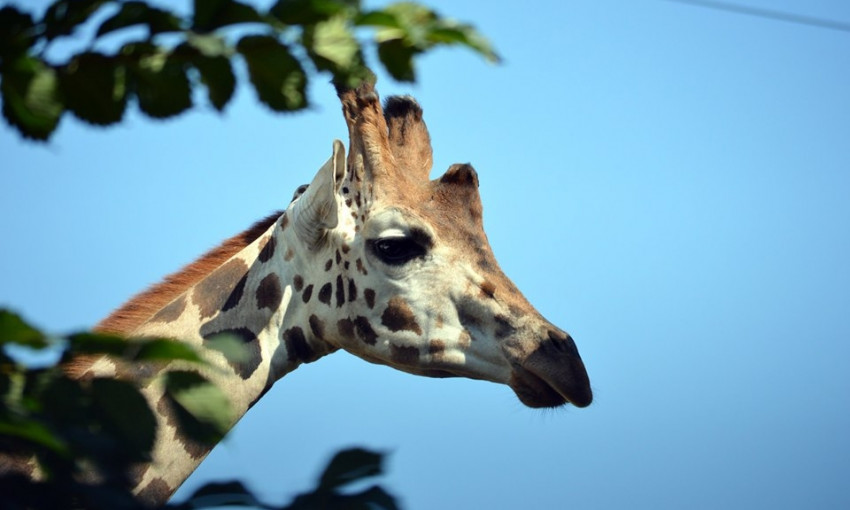 В Николаевском зоопарке  уже поселился первый жираф по кличке Нуру, родившийся в чешском зоопарке Оломоуц
