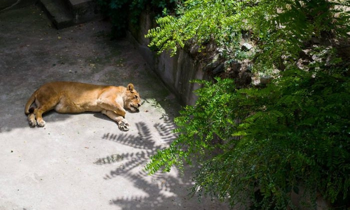 Животных николаевского зоопарка спасают от жары прохладным душем