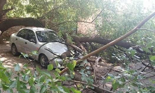 В Николаеве возле стоматологии на автомобиль упало дерево