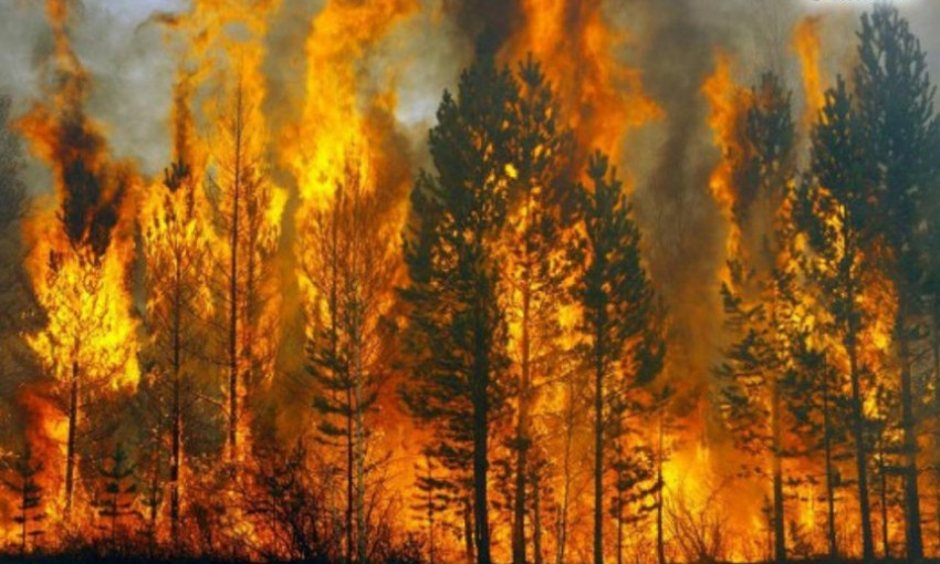 В лесах Николаевской области объявлена чрезвычайная пожарная опасность