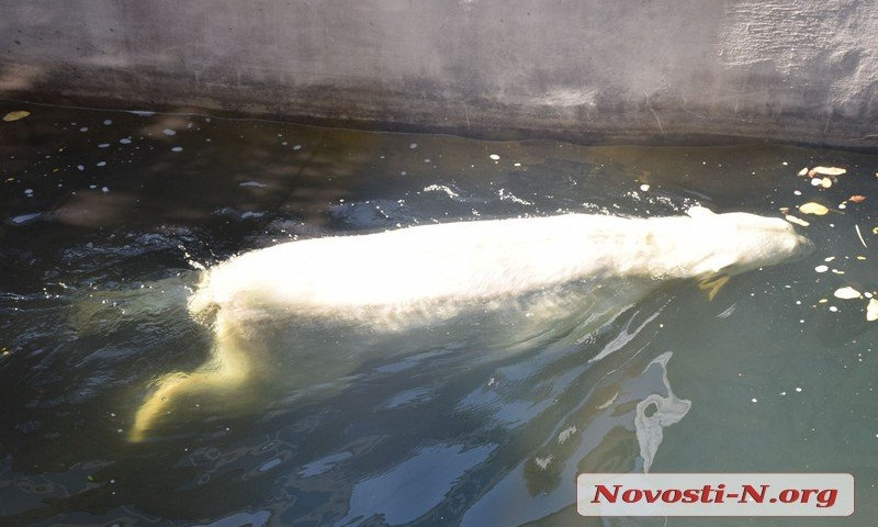 В Николаевском зоопарке посетители могли наблюдать белых медведей, принимавших водные процедуры