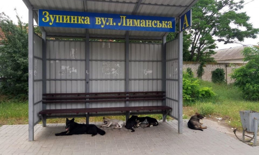 Собаки расположились на остановке микрорайона Николаева, где ранее сильно искусали женщину 