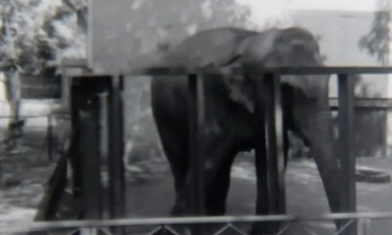 Каким николаевский зоопарк был в 1961 году (архивное видео)