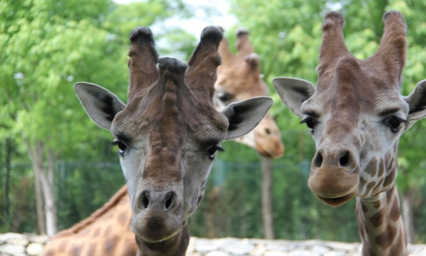 Подарок городу: в Николаевский зоопарк привезли первого жирафа