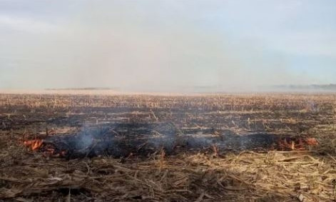 Предприятие заплатило штраф за сжигание пожнивных остатков кукурузы на Николаевщине 