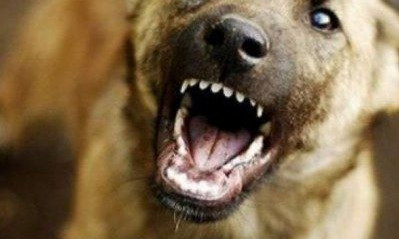 Бродячая собака напала на жительницу Николаева возле продуктового магазина