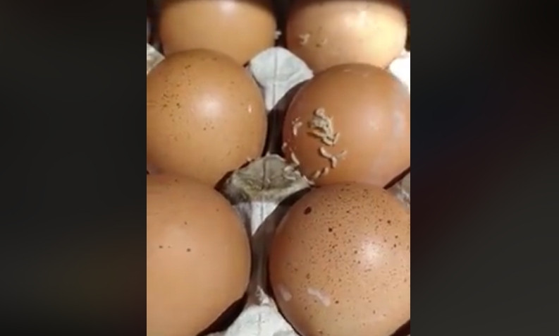 Николаевцы в шоке: в одном из супермаркетов города по яйцам ползают черви (видео 18+)