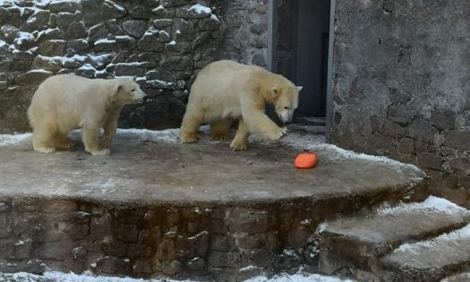 В «Николаевском зоопарке» гостья из Японии вручила подарок белым медведям
