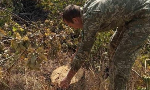 На Николаевщине браконьеры спилили дубы