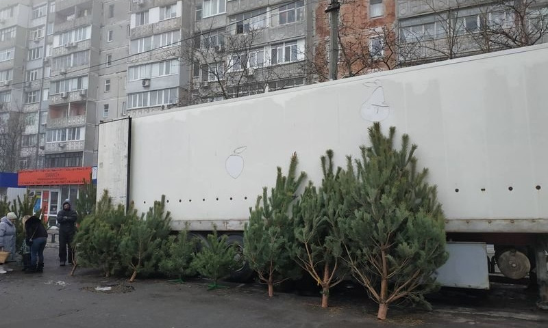 Почем нынче елка: в Николаеве началась продажа новогодних красавиц