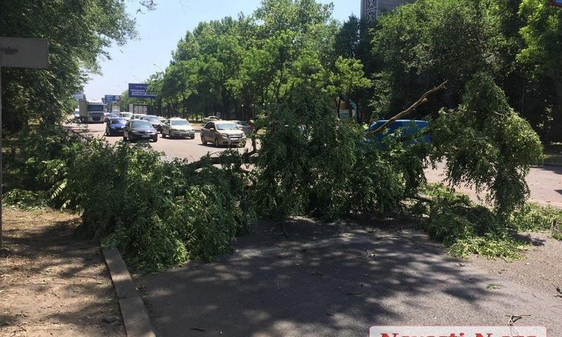 В Николаеве упавшая ветка полностью заблокировала движение транспорта на проспекте