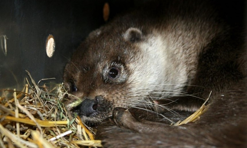 Сохранение вида: Николаевский зоопарк передал двух выдр в Швейцарию