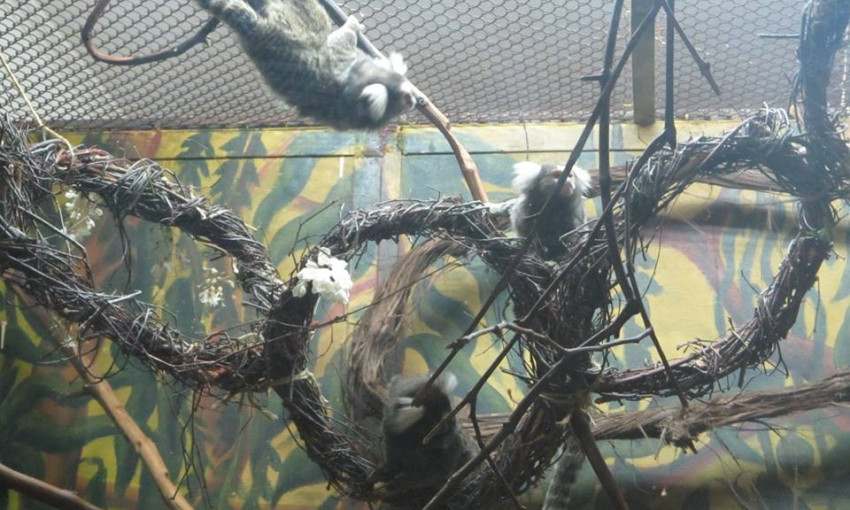 В Николаевском зоопарке юннаты своими руками мастерили подарки для обезьян