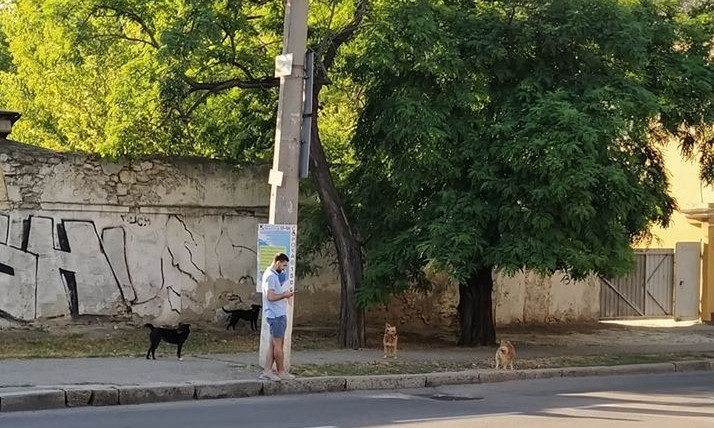 В Николаеве бездомные собаки бросаются и на людей, и на автомобили