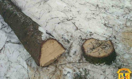 На Николаевщине из-за повышения цены на газ вырубают деревья в парке