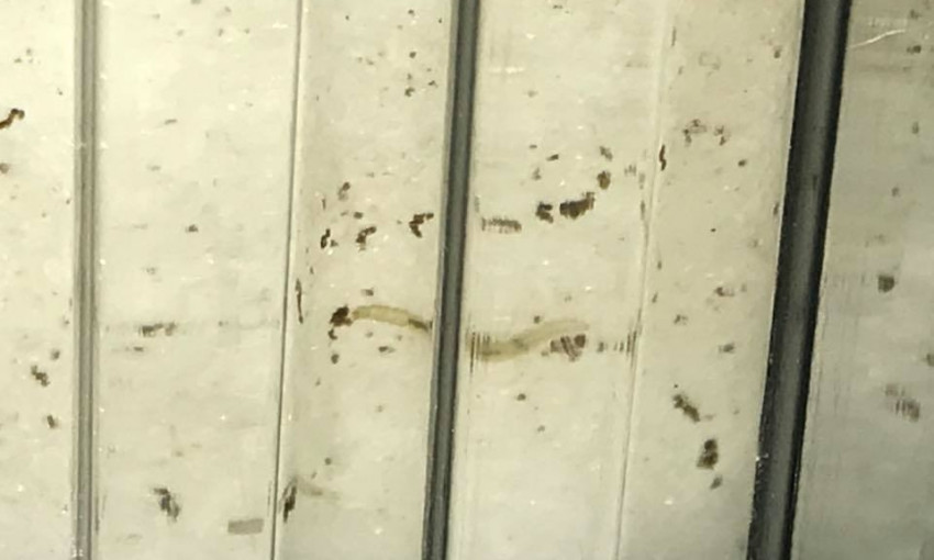 Жители Николаева после очистки воды в фильтрах обнаружили червей и их личинок