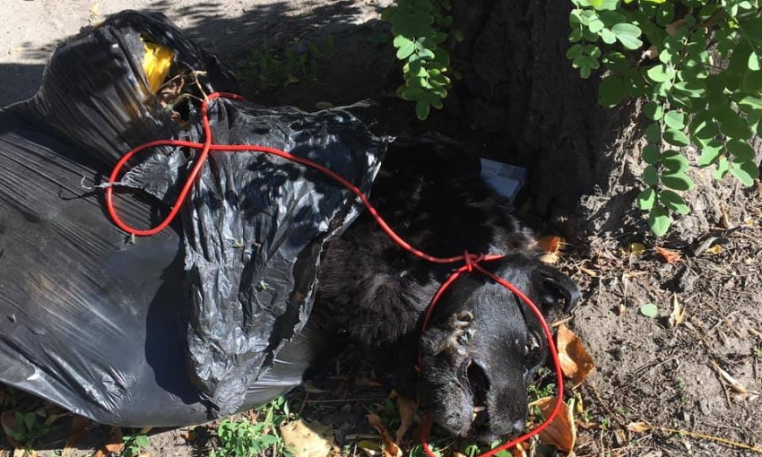На Центральном проспекте жительница Николаева обнаружили мусорный пакет с трупом собаки и с петлёй вокруг шеи  (фото 18+)