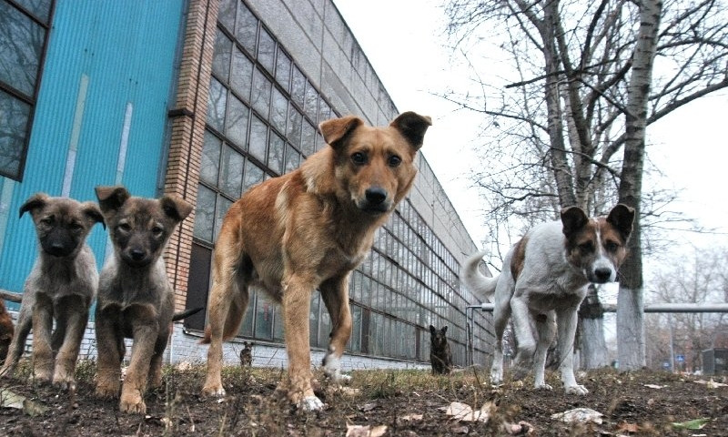 Николаевцы, выступающие против бродячих собак, выйдут на митинг за безопасность в городе