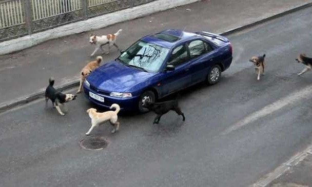 В центре Николаева стая собак бросается под машины, провоцируя ДТП