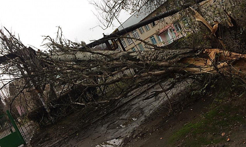 В Николаеве дерево упало на площадку детского сада