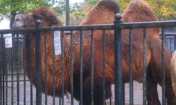 В Николаевском зоопарке планируют построить конюшню и верблюжатник