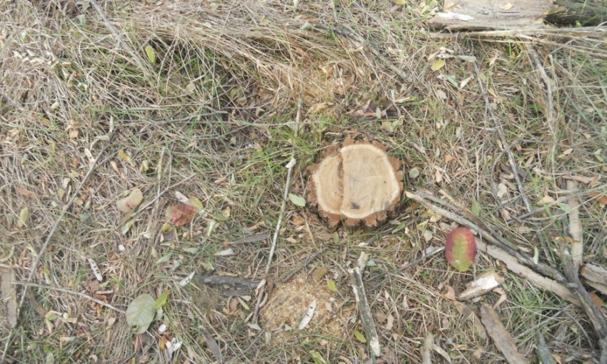 Жители села требуют остановить вырубку деревьев на Николаевщине