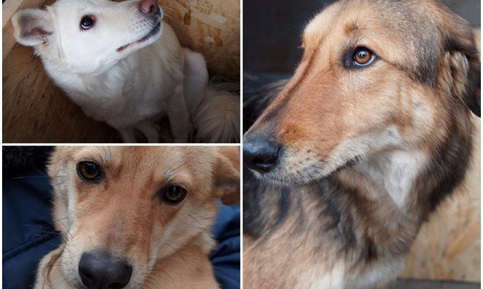 «Самый верный друг»: николаевские собачки Белочка, Танечка и Тельма в поиске дома