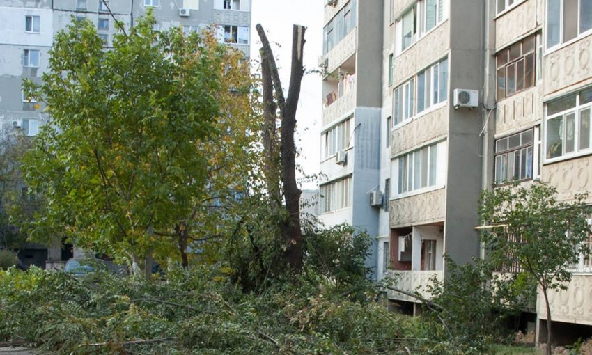 Жители Николаева жалуются, что неизвестные спиливают в Ингульском районе здоровые деревья