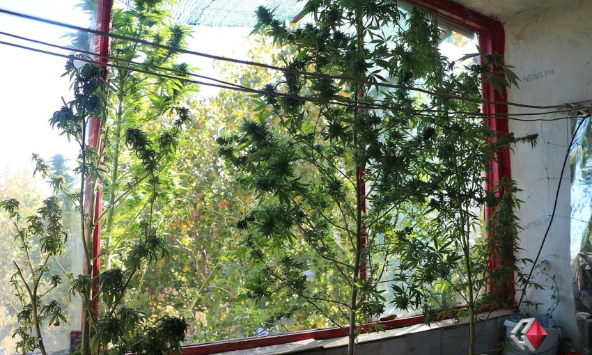 Мужчина у себя на балконе обустроит теплицу для выращивания конопли