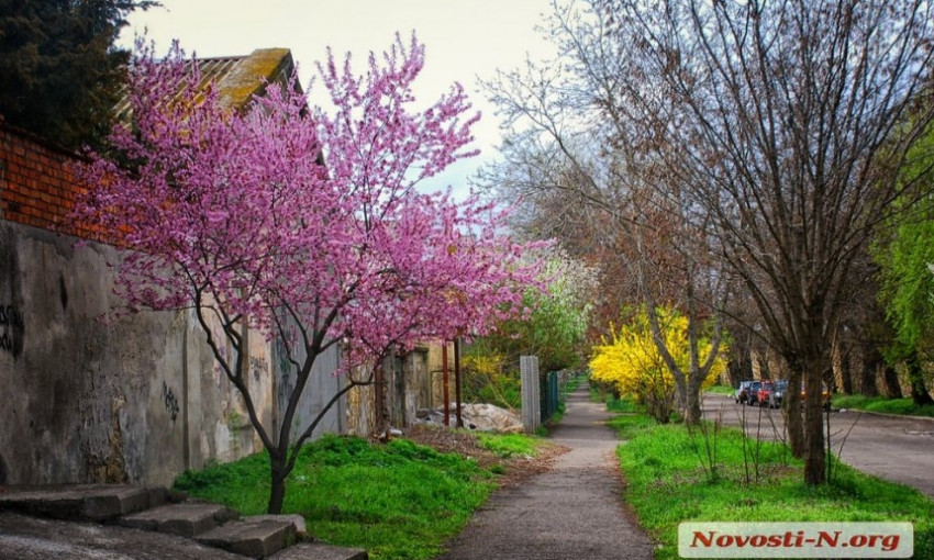 Невероятная красота цветущего весеннего Николаева