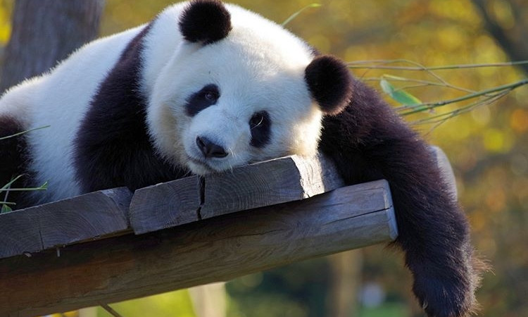 Владимир Топчий объяснил, почему в Николаевском зоопарке не будет панд 