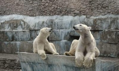 Белые медведи в Николаевском зоопарке впали в спячку