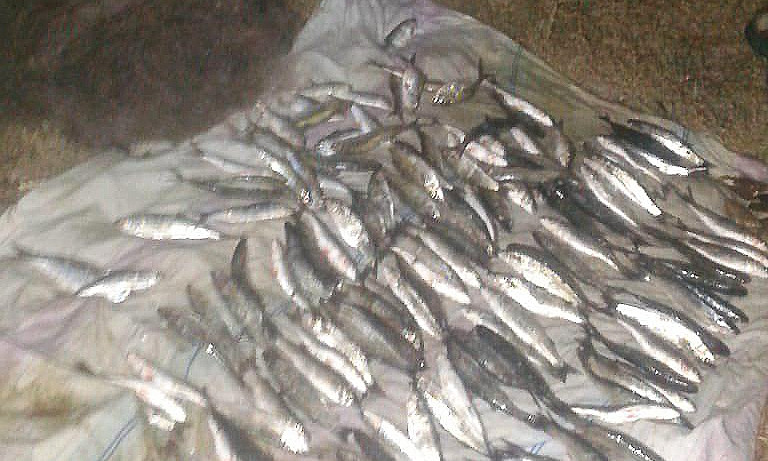 Правоохранители задержали браконьера, нанесшего урон рыбным запасам на 80 тысяч гривен 