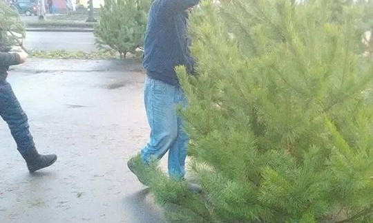 Незаконная торговля новогодними елками: цыгане продают деревца на Центральном проспекте