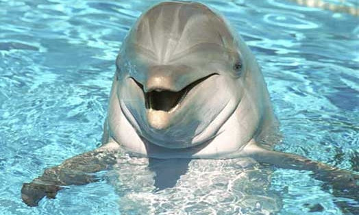 Дельфину нужна срочная помощь