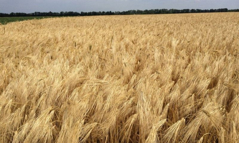 На Николаевщине фермер самовольно засеял 77 га земли