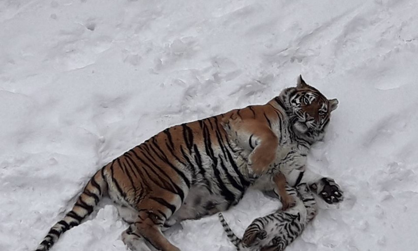 Корм для животных в Николаевском зоопарке обошелся в 2,4 млн. гривен