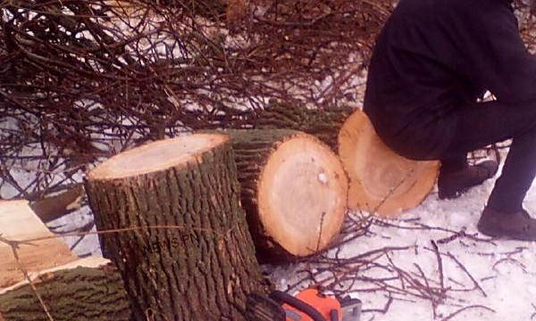 Жители села Подгорье обвиняют главу сельсовета в незаконной вырубке живых деревьев