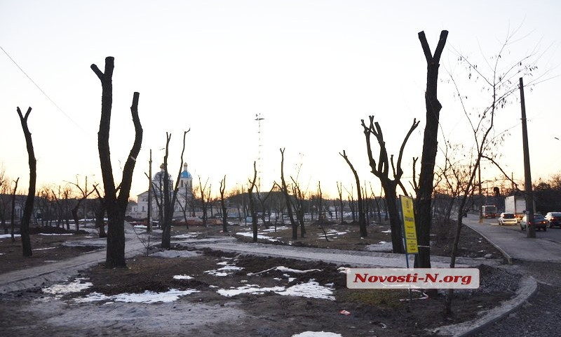 Деревья на Николаевских улицах продолжают вырубать на дрова