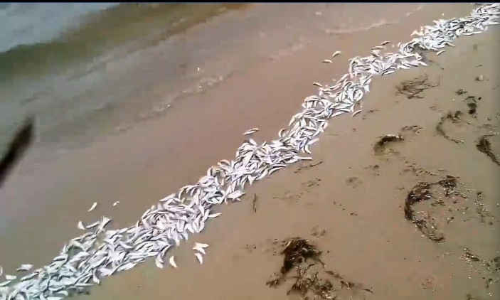 На городском пляже «Чайка» очередной массовый выброс на берег дохлой рыбы