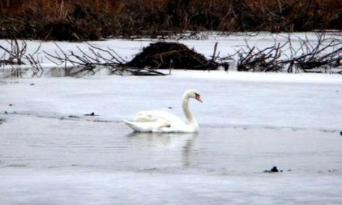 В Николаевской области пытаются спасти лебедя